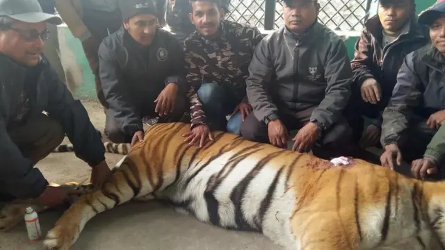 बर्दियामा सवारीको ठक्करपछि घाइते भएको बाघ