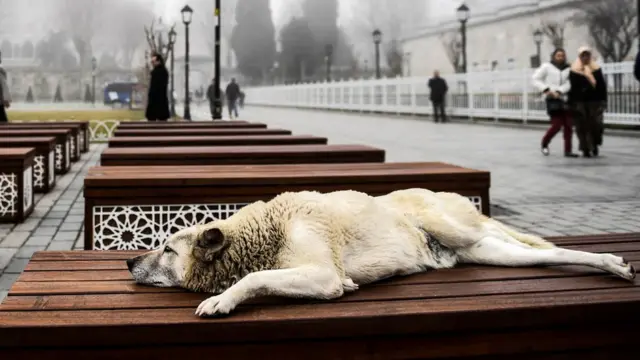 İstanbul sokaklarından bir köpek fotoğrafı.
