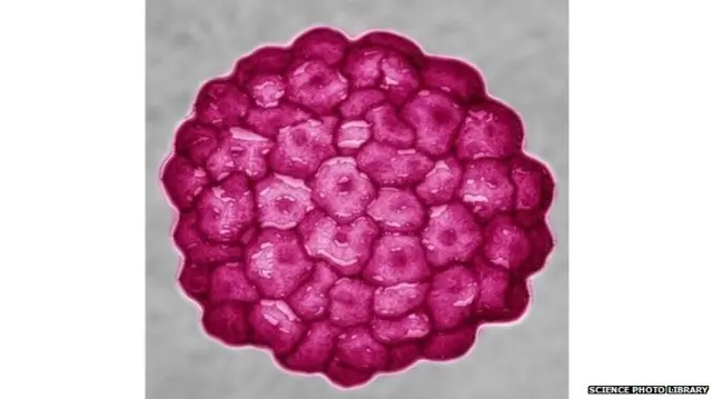 एचपीवी वायरस