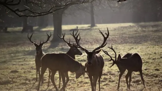 أيائل في موسم التزاوج