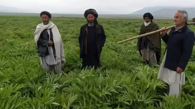 افغانستان