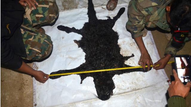A handout photo made available by the Department of National Parks, Wildlife and Plant Conservation (DNP) shows a black panther skin seized by Thai park rangers after the arrest of a Thai construction tycoon allegedly hunting wildlife at the World Heritage Thungyai Naresuan Wildlife Sanctuary in Kanchanaburi province