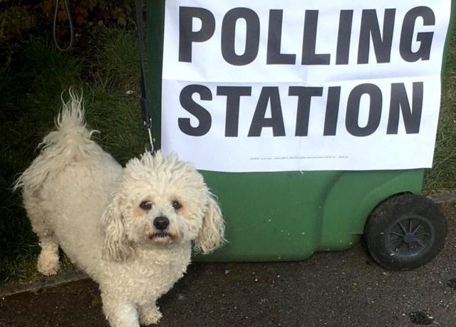 Alfie the bichon frise dog stands next to a polling station sign