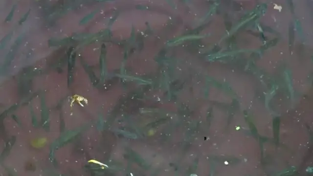 గాంబూసియా చేపలు