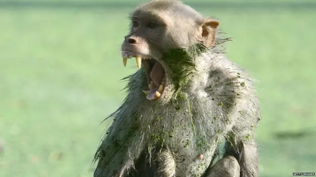 बंदरों का आतंक