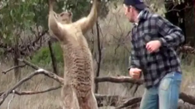 ऑस्ट्रेलिया के जंगल में कंगारू