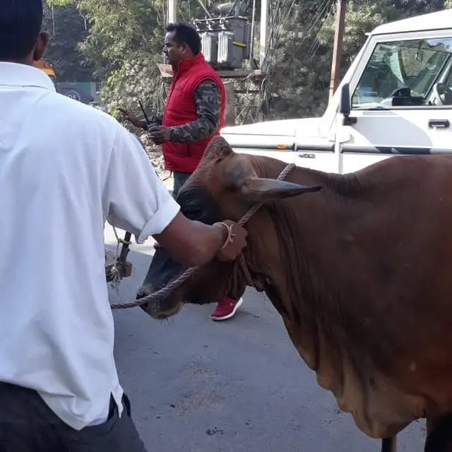 गाय, मध्य प्रदेश