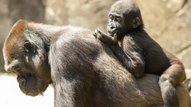 Les gorilles mâles agissent souvent comme baby-sitters pour les jeunes et la recherche suggère qu'ils le font pour diverses raisons - un gorrille et son enfant sur le dos