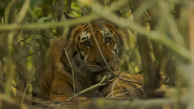 النمور في بنغلاديش