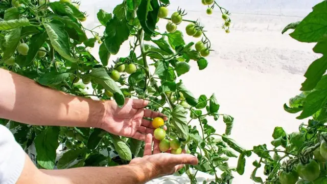 حبات الطمام في المشروع