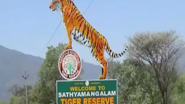 விலங்குகள் கொரோனா