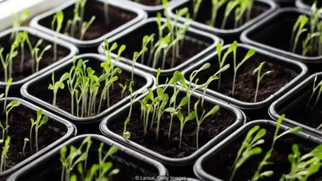 شكَلّ الارتفاع الكبير في مبيعات البذور أحد نتائج تفشي وباء كورونا، إذ أخذ الناس مهمة تدبير المواد الغذائية على عاتقهم