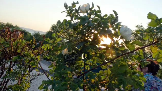 Игорь Кухарь, Владивосток: "Если на Набережной зацвел шиповник - значит, во Владивосток пришло лето!"