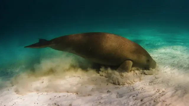 바다소나 듀공은 생태계의 연결 끈인 해초 종을 뿌리뽑는 포식자가 될 수 있다