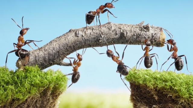Hormigas haciendo un puente con una rama