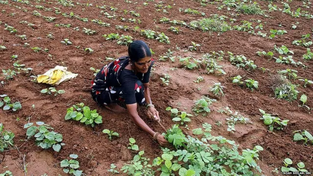 ਕਿਸਾਨ ਬਜਟ