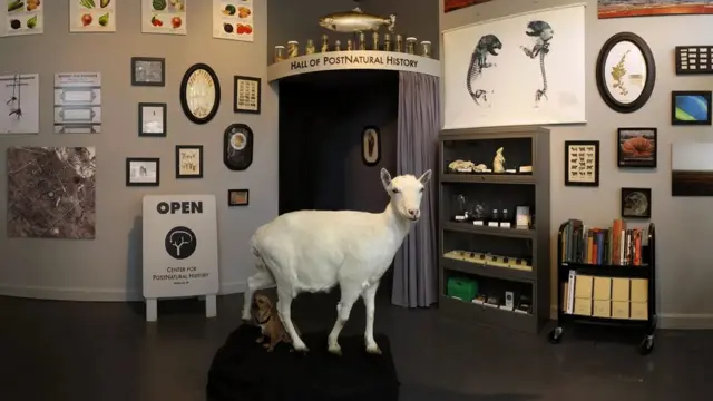 Pegava koza iz Bio Stila