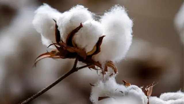 పత్తి పంట