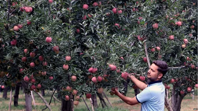 कश्मीरी सेब