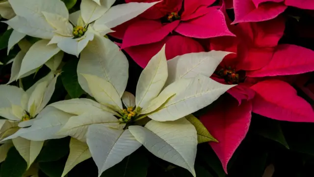 Variedades de poinsettias