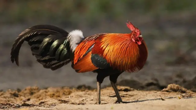 Банківський півень