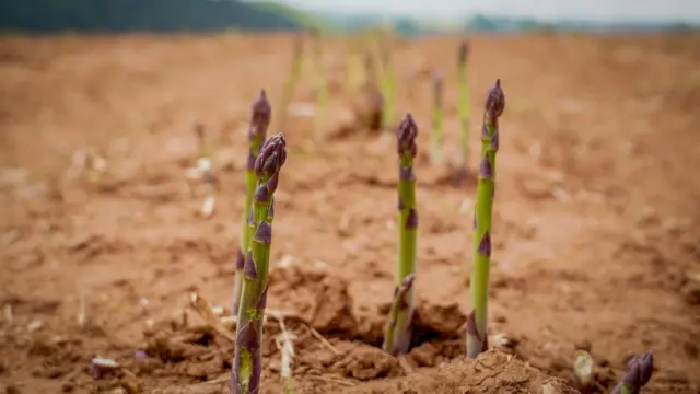 Asparagus growing in field