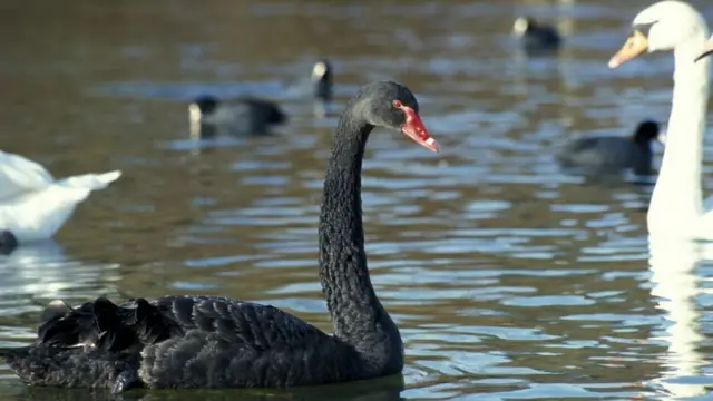 Cisne negro rodeadocasinos com bonus gratis sem depositocisnes brancos