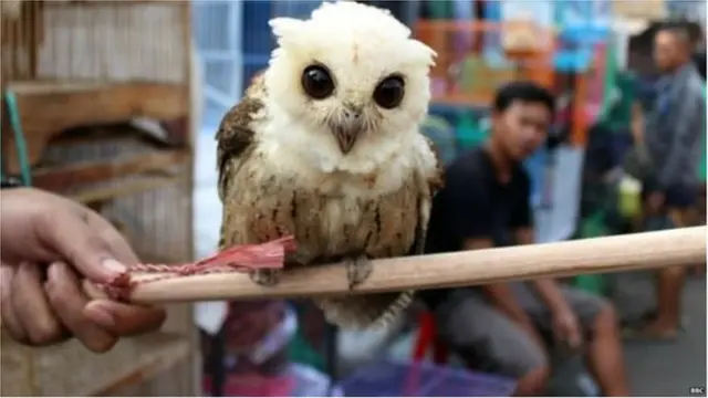 గుడ్లగూబల బలి