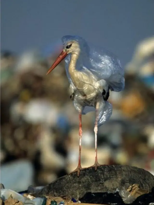 سنہ 2018 کی سب سے زیادہ ششدر کرنے والی نمایاں تصویریں