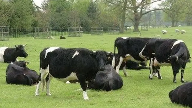 গরুর পেট থেকে যে পরিমান গ্যাস নির্গত হয় সেটা মোট গ্রিনহাউজ গ্যাসের ১০ শতাংশ
