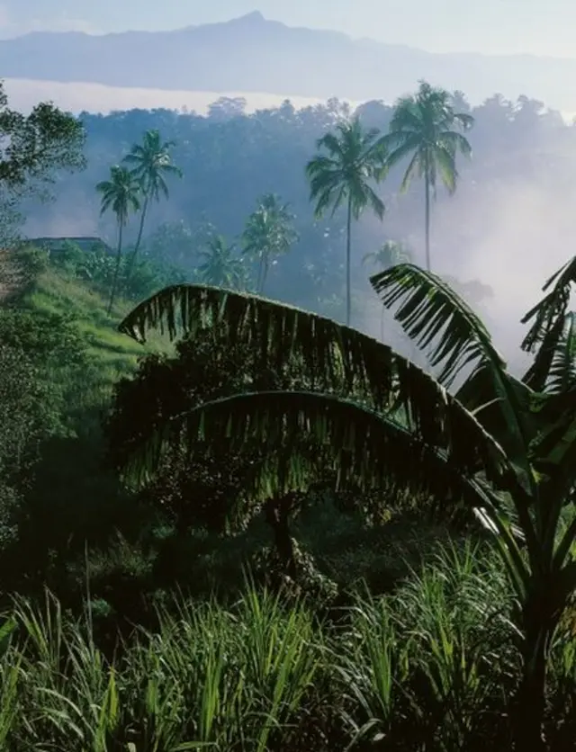 ගමේ මිනිස්සුන්ගෙන් මටත් තර්ජන ගර්ජන ආවා. නමුත් මම ඒවා මැඩපවත්වගෙන කැලය ආරක්ෂා කිරීමේ කටයුතුවලට සහභාගී වුනා.