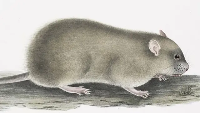 પ્રતીકાત્મક તસવીર