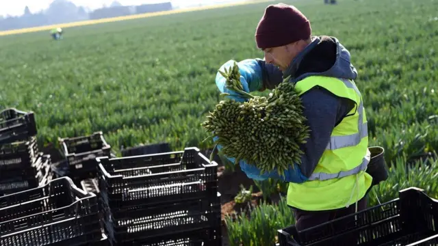 ما سبب ارتفاع أسعار الزهور؟