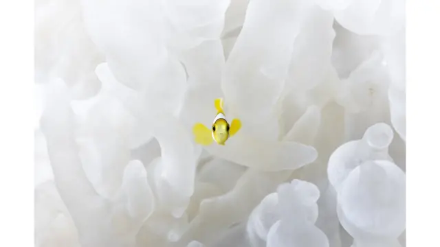 Малек рыбы-клоуна (Amphiprion bicinctus)