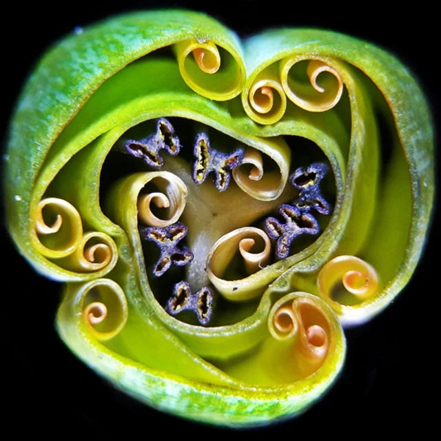 Interior de un pimpollo de tulipán