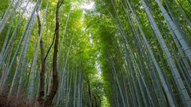 চীনের একটি মোসো বাঁশের ঝাড়।