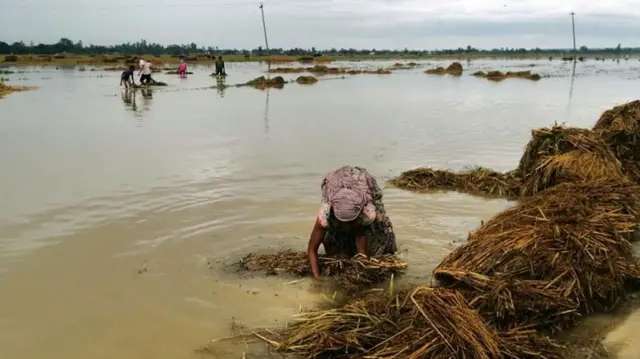 कञ्चनपुरमा धानबालीमा हानि पुगेको छ