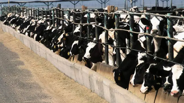 Crianza de ganado en Estados Unidos