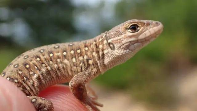 (캡션) 표범장지뱀(멸종위기2급)