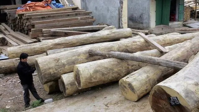 Việt Nam, Campuchia, buôn lậu gỗ