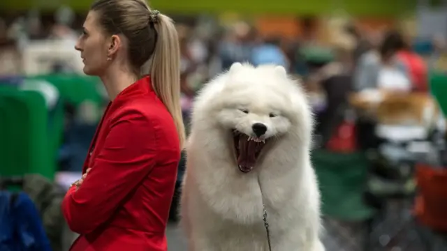 Собака самоедской породы на второй день выставки