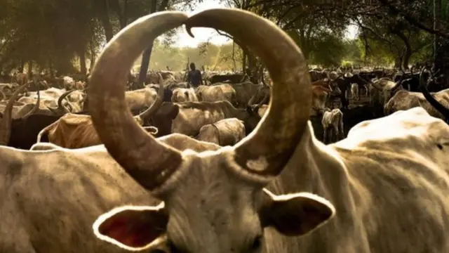 إمرأة وسط تجمع لرعي الماشية