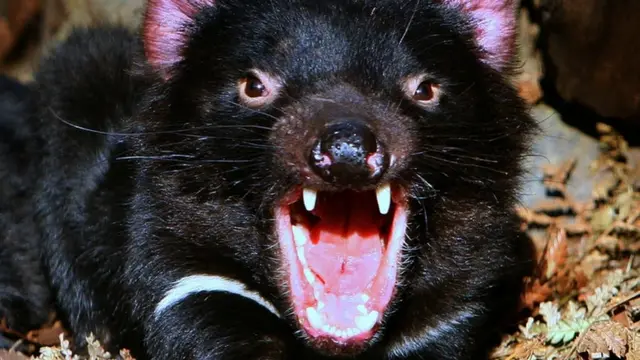 د تسمانین شیطانانو