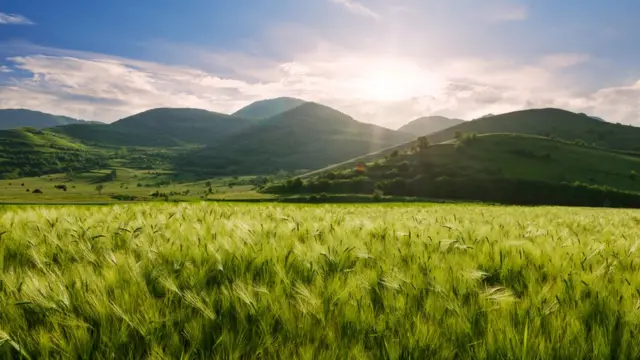 Поле с овсом