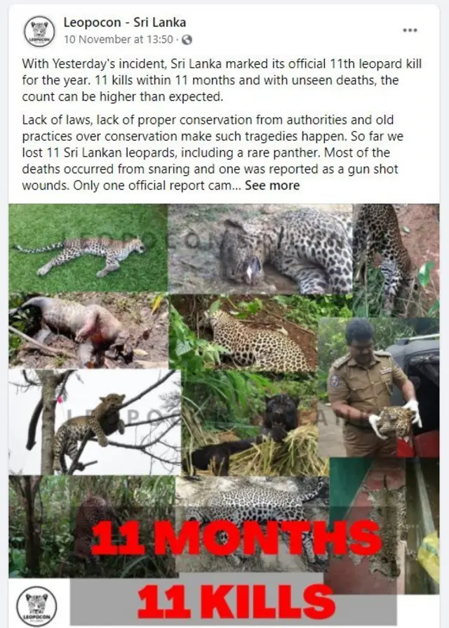 නොවැම්බර් 09 වෙනිදා සිදුවීමත් සමග 2020 වසරේ මේ දක්වා කොටි මරණ 11 ක් වාර්තා වී ඇති බවට 'Leopocon - Sri Lanka' ෆේස්බුක් පිටුවේ වූ සඳහනක්.