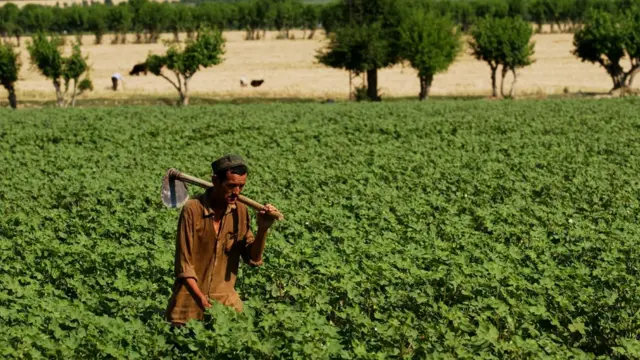 Ўзбекистон қишлоқ хўжалиги пахта чангалида қолмоқда