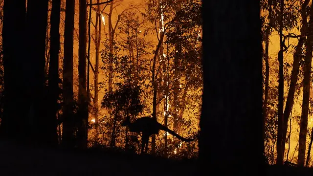 Yangından kaçan bir kanguru