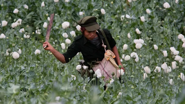 ဘိန်းခင်းကို ဖျက်ဆီးနေတဲ့ တအာန်းပလောင် စစ်သားတဦး