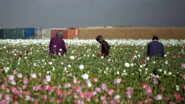 Сборщики опия в афганской провинции Кандагар