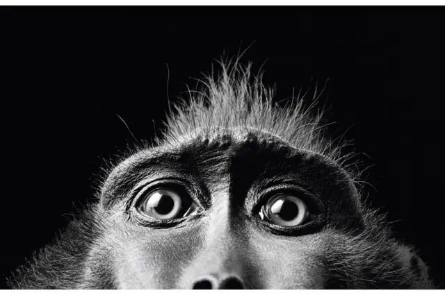 Monkey wey dey look di photographer through im own lens, Tim Flach. (Monkey Eyes, 2001)